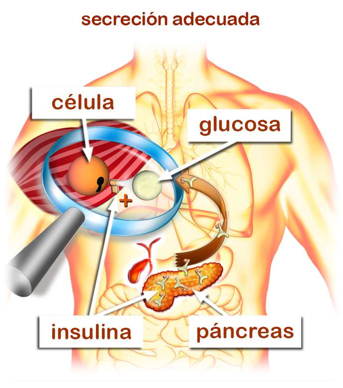imagen en detalle de secreción de la glucosa en páncreas